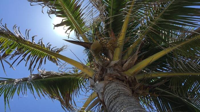 The Sunshine State’s Secret Favorite: Is This Truly Florida’s Crown Jewel?