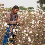 Threads of Transformation: India Spins a New Digital Era for Cotton