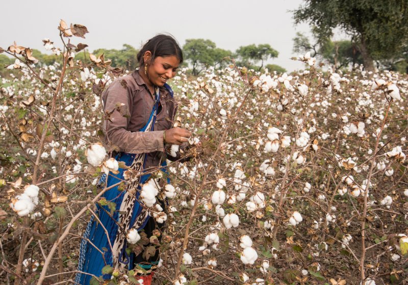 Threads of Transformation: India Spins a New Digital Era for Cotton