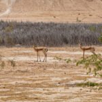 Toxic Fallout: Iran to Challenge U.S. Over Kharg Island Ecological Destruction at Global Summit
