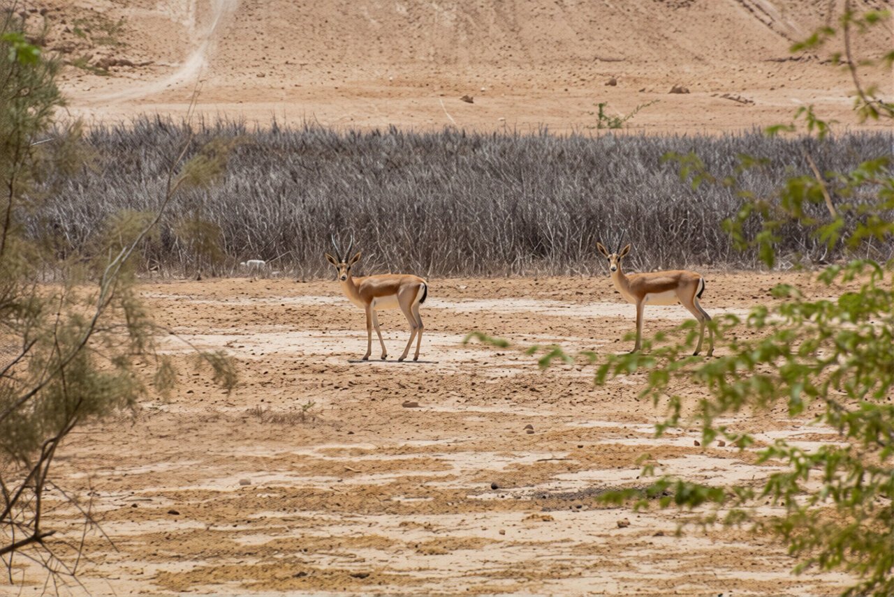 Toxic Fallout: Iran to Challenge U.S. Over Kharg Island Ecological Destruction at Global Summit