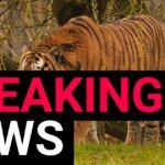 Tragedy at the Park: Yorkshire Wildlife Park Issues Final Verdict on Tiger After Fatal Encounter