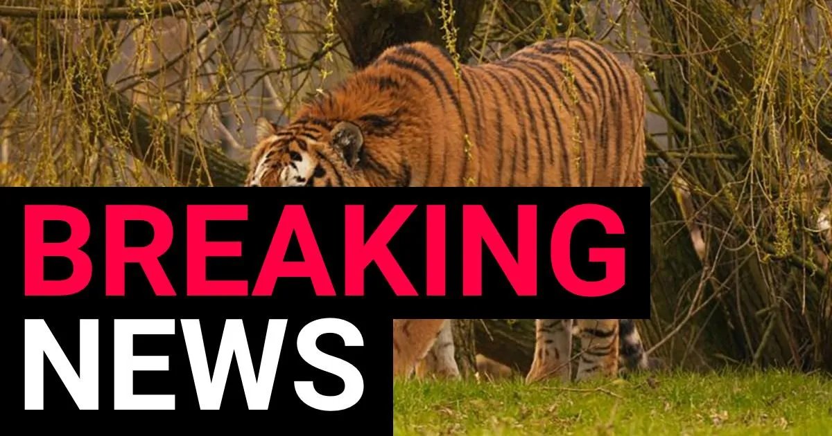 Tragedy at the Park: Yorkshire Wildlife Park Issues Final Verdict on Tiger After Fatal Encounter