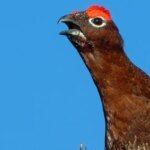 Under the Microscope: Government Launches Probe Into Gamebird Shooting’s Ecological Toll