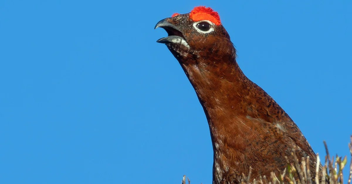 Under the Microscope: Government Launches Probe Into Gamebird Shooting’s Ecological Toll