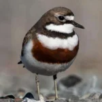 Vanishing Voyagers: Banded Dotterel Migration to Australia Hits Critical Low