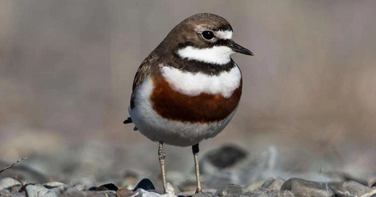 Vanishing Voyagers: Banded Dotterel Migration to Australia Hits Critical Low