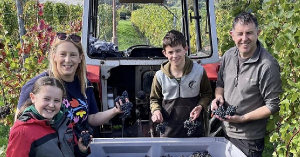 Vineyard Vintage: Denbighshire Harvest Shatters All-Time Records