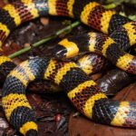 Warning in Technicolor: Why Venomous Snakes Flaunt Their Brightest Hues