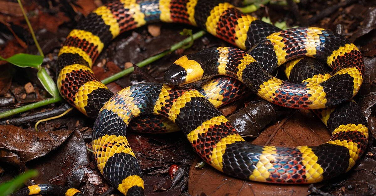 Warning in Technicolor: Why Venomous Snakes Flaunt Their Brightest Hues
