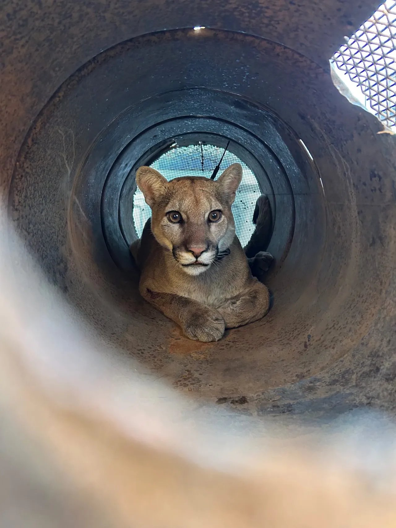 Wildcat Wake-Up Call: Cougar Tranquilized After Moab Business Standoff